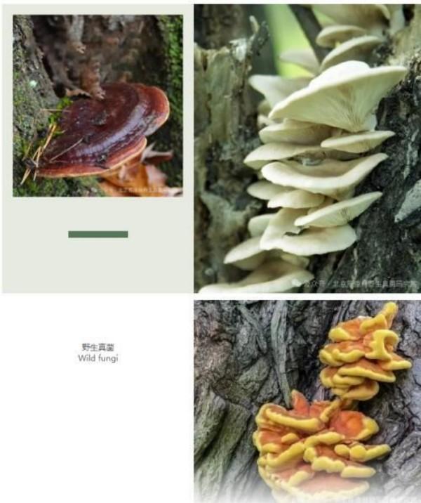 陈康林教授专访：以自然之道，疗愈现代之疾——药用真菌的医疗革命