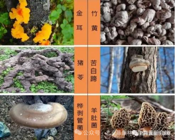 陈康林教授专访:以自然之道,疗愈现代之疾——药用真菌的医疗革命