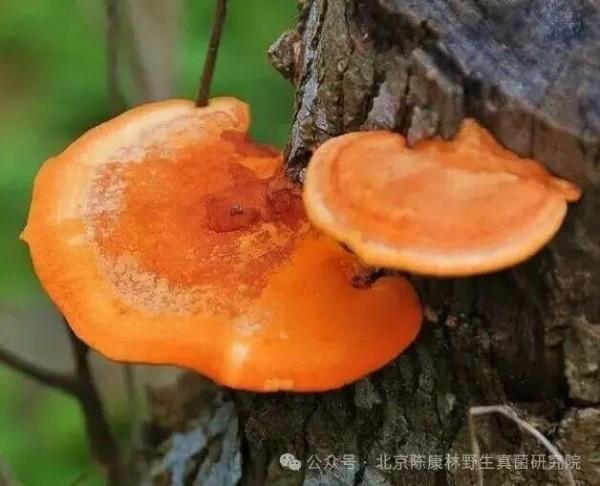 陈康林教授专访:以自然之道,疗愈现代之疾——药用真菌的医疗革命